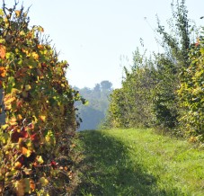 reconnaitre une parcelle de vigne bio